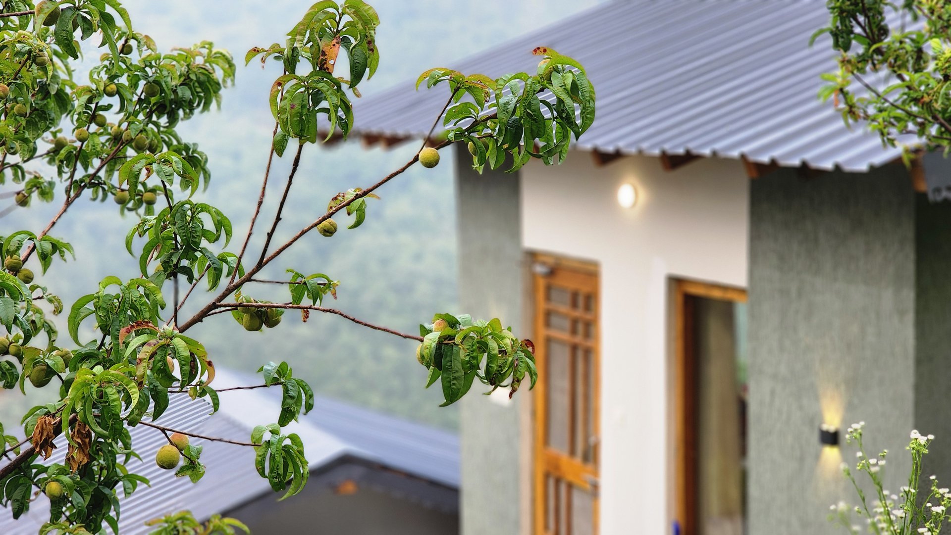 LiveAway Mukteshwar by PACK - Image 12