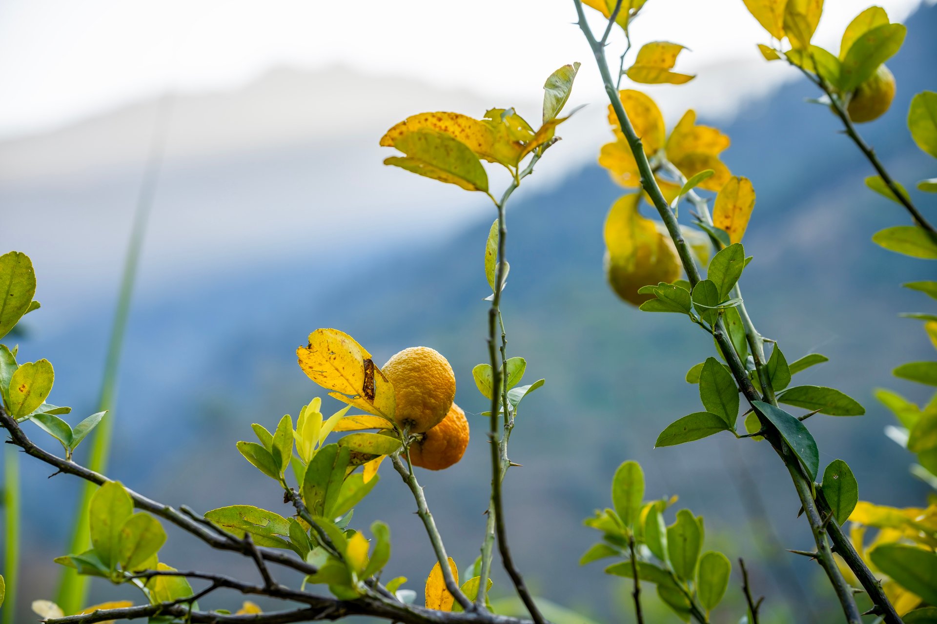LiveAway Mussoorie (Kempty) by PACK - Image 18