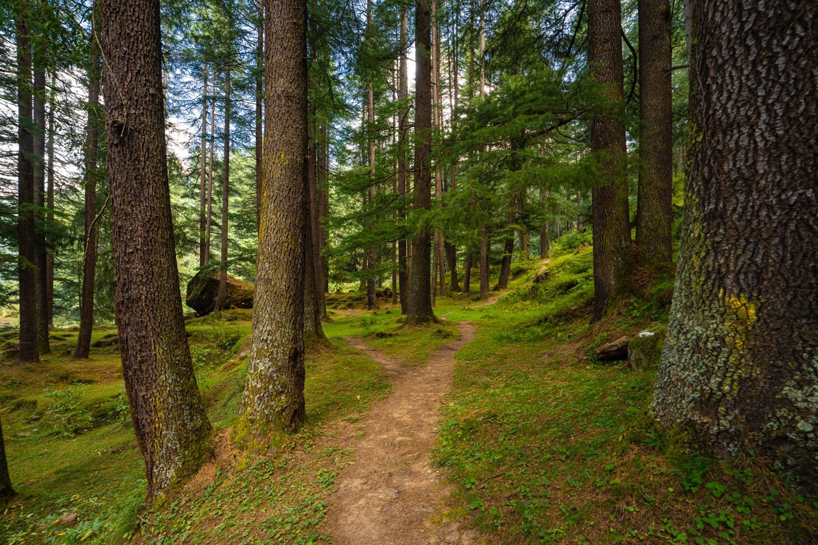 Offbeat Pulga (Kasol) by PACK - Image 8